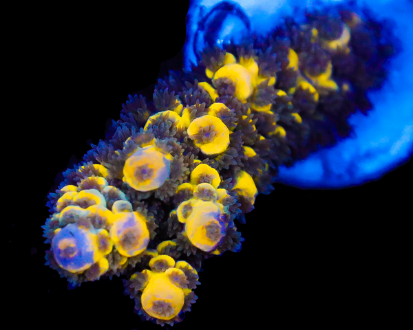 818'S BUMBLEBEE GRAFTED TENUIS