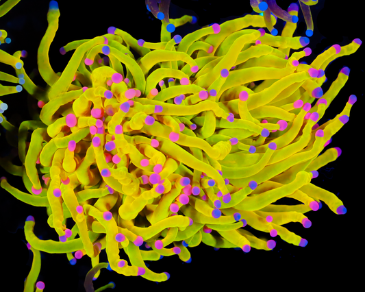 SKITTLES TORCH CHUNKY