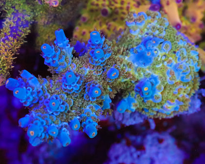 818'S COOKIE MONSTER TENUIS