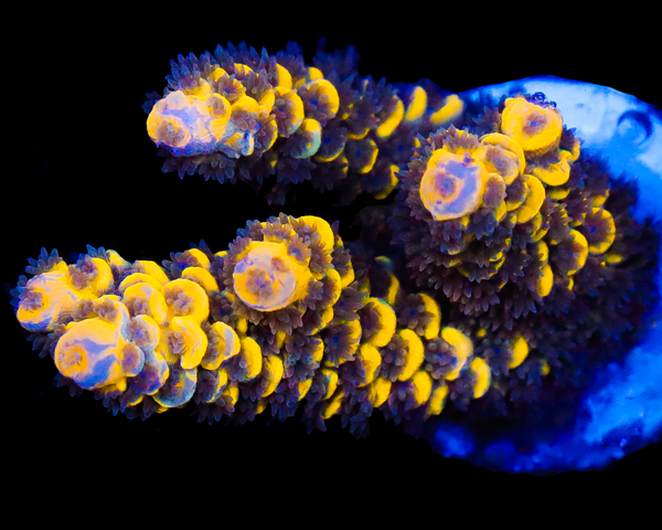 818'S BUBBLEBERRY GRAFTED TENUIS