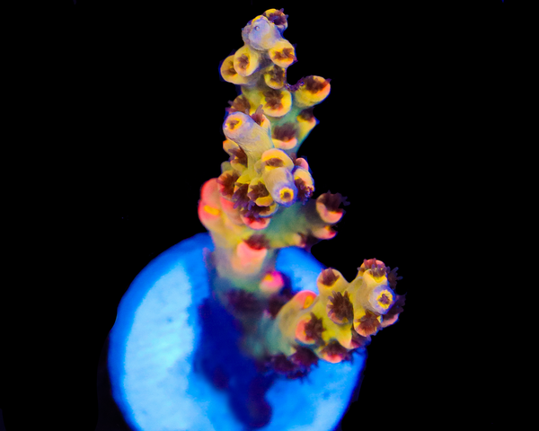 818'S LEMON HAZE SPECIOSA NEW RELEASE