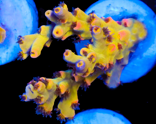 818'S LEMON HAZE SPECIOSA NEW RELEASE