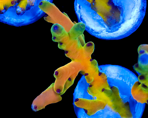 818'S PARADISE LOKANI