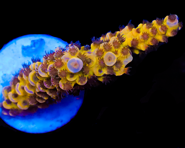 818'S FREAK SHOW TENUIS