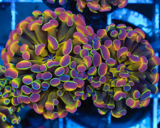 ULTRA HOLOGRAM HAMMER
