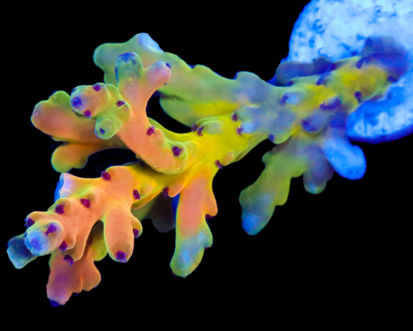 818'S PARADISE LOKANI