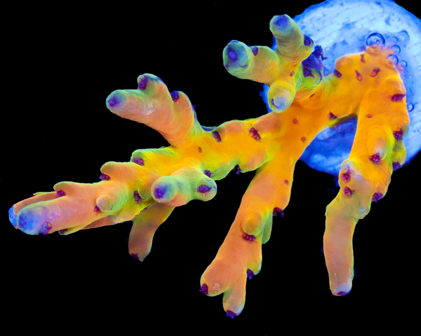 818'S PARADISE LOKANI