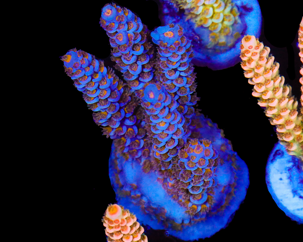 818'S BLUE SUEDE TENUIS