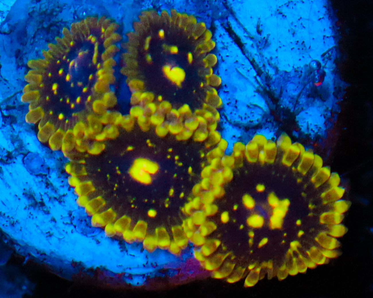 EXOSPHERE ZOAS