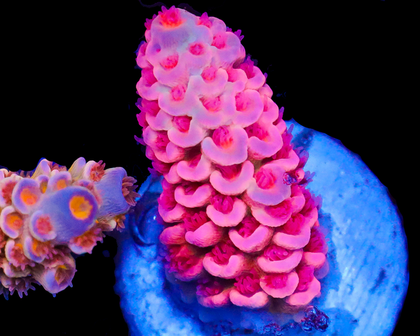 818'S BUBBLEYUM TENUIS