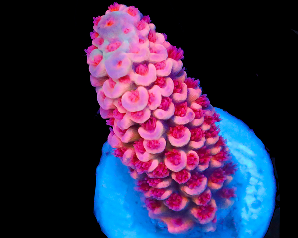 818'S BUBBLEYUM TENUIS