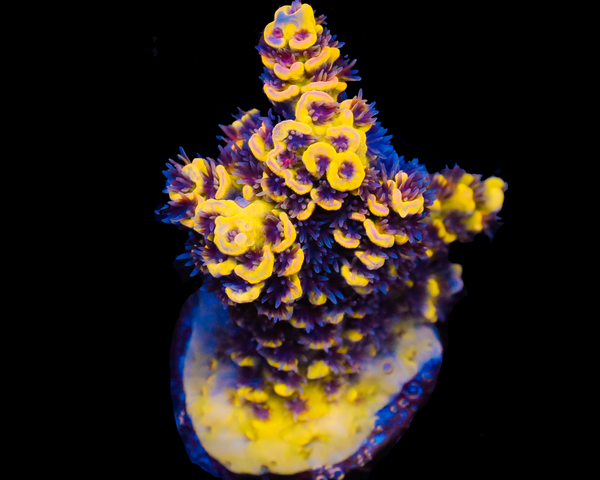 818'S WILLIES WONDER GRAFTED TENUIS CHUNK