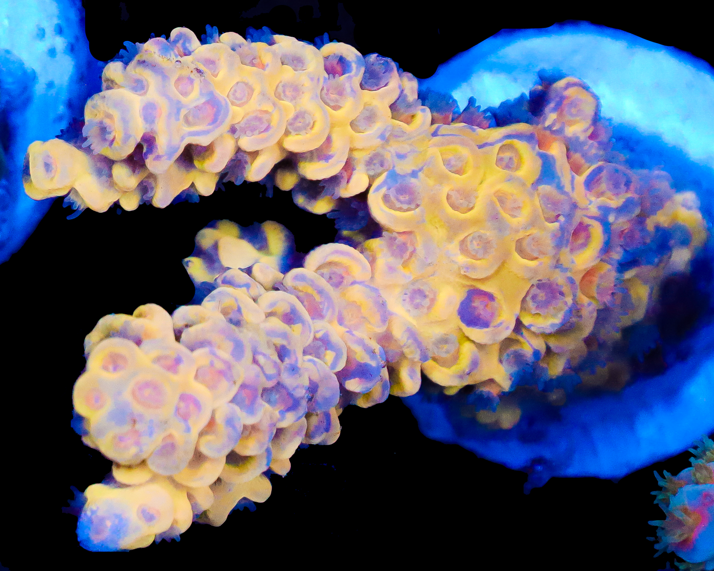 818'S BANANA SPLIT TENUIS AQUACULTURED