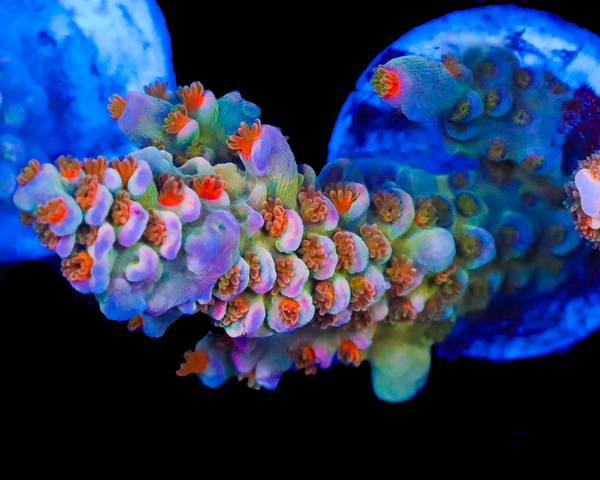 818'S SOURBERRY TENUIS AQUACULTURED LIMITED