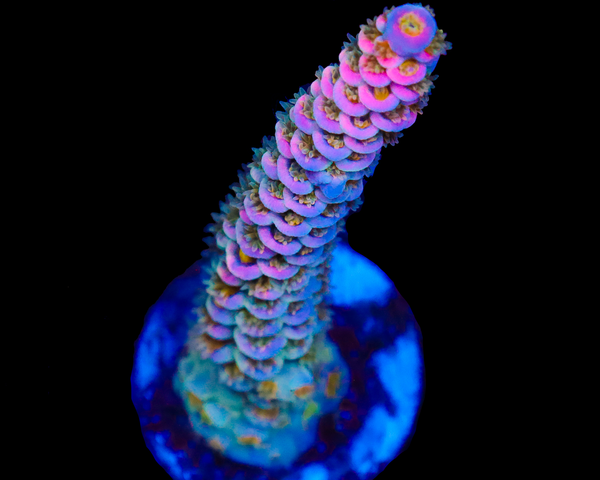 818'S PINK PLASMA TENUIS