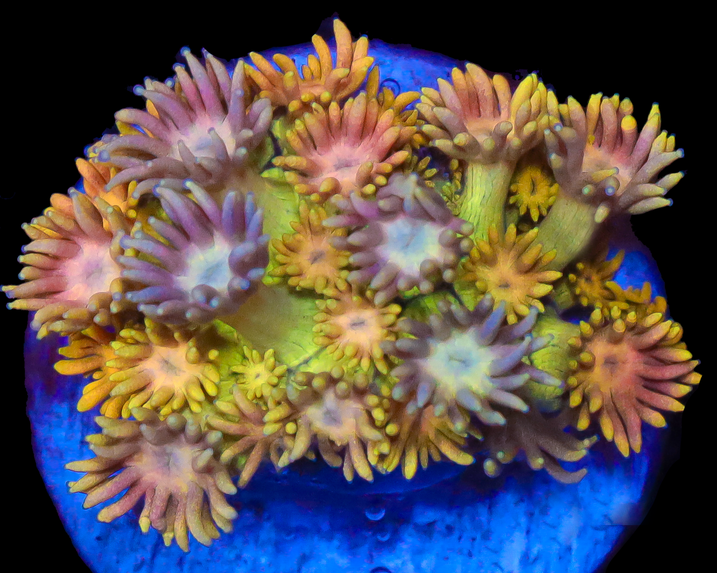 818'S RAINBOW SPLASH GONI NEW RELEASE