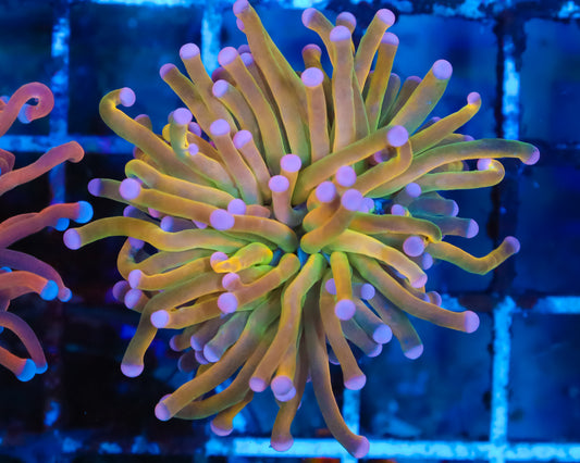 MALAYSIAN PINK TIP GOLD TORCH