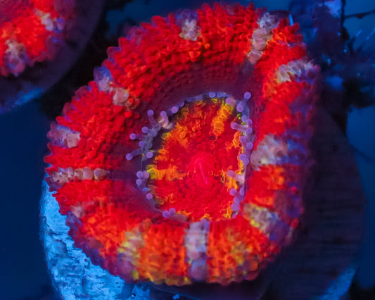 RAINBOW ACAN