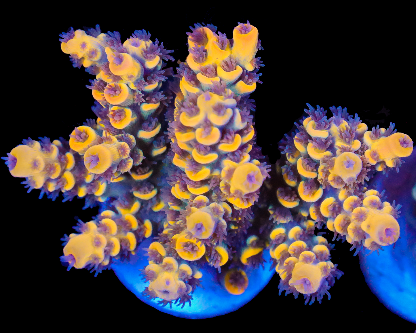 818'S LEMONGRASS TENUIS NEW RELEASE