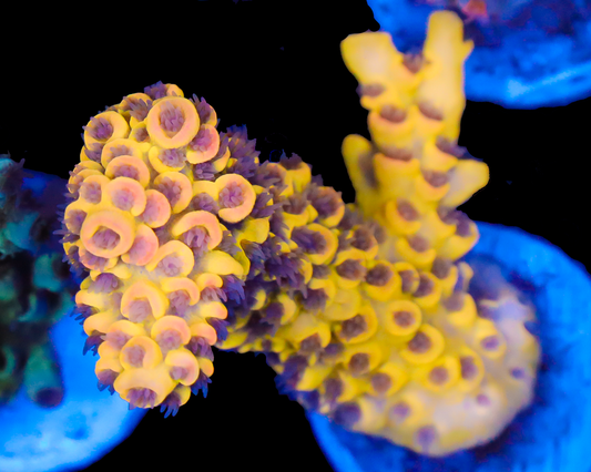 818'S BANANA SPLICE TENUIS