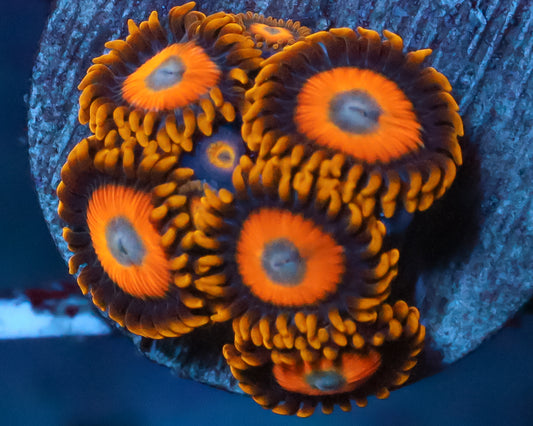 SCRAMBLED EGG ZOAS