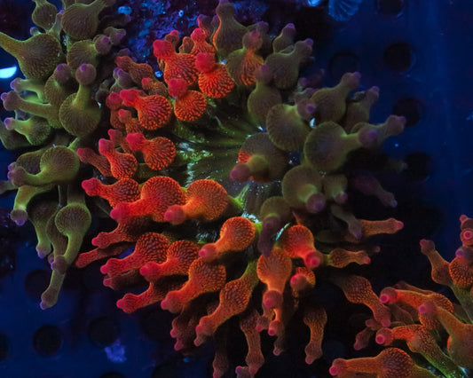ULTRA NEXUS ANEMONE