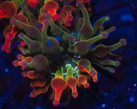 ULTRA NEXUS ANEMONE