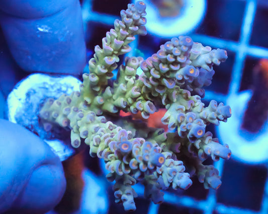 TENUIS MINI COLONY