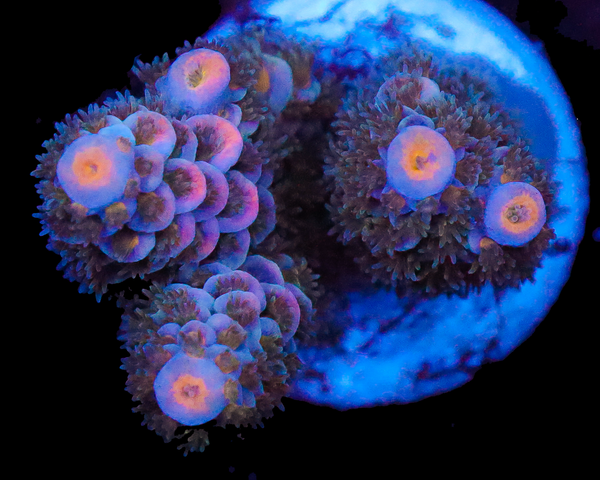818'S LAVENDER HAZE TENUIS