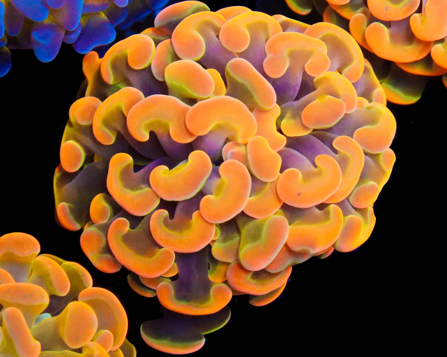 818'S GODFATHER BRANCHING HAMMER