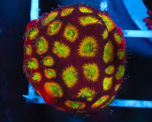 JF SECTOR 001 FAVIA