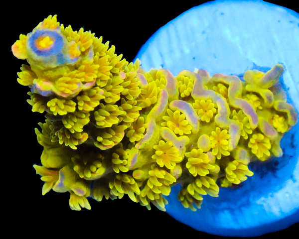 818'S KRYPTONITE TENUS AQUACULTURED