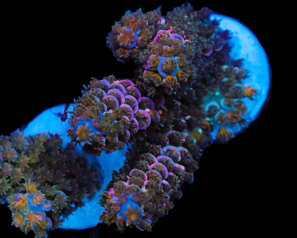 818'S BLUEBERRY DELIGHT TENUIS CHUNKY