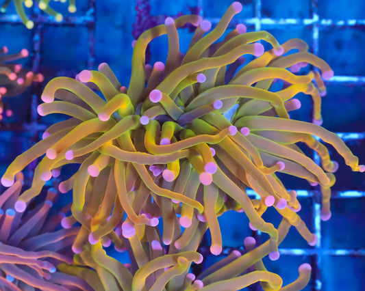 PINK TIP MALAYSIAN HG
