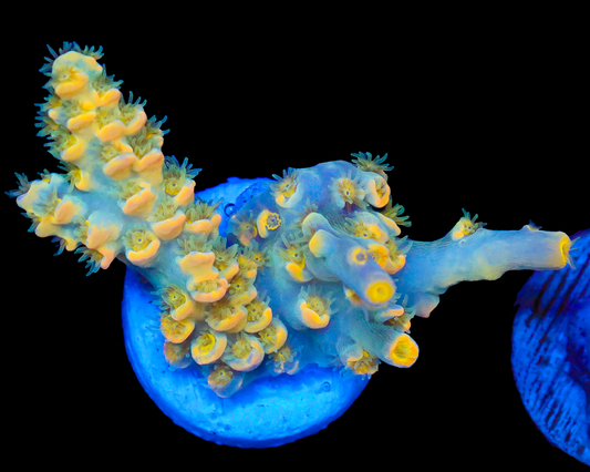 818'S PINEAPPLE EXPRESS TENUIS VERY LIMITED