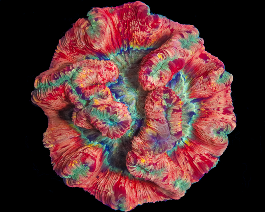 ULTRA RAINBOW TRACHYPHYLLIA