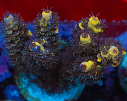 818'S BLUEBERRY SPLICE ULTRA COLLECTORS PIECE