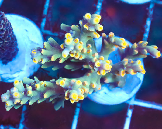 SPECIOSA CHUNK
