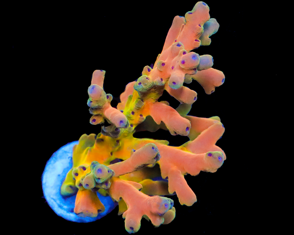818'S PARADISE LOKANI XXL