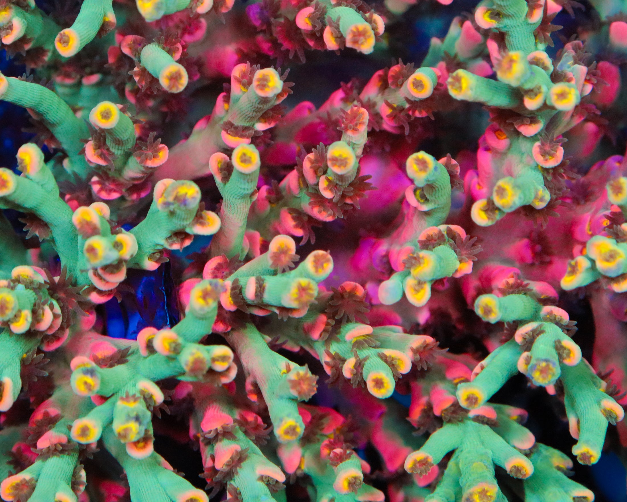 818'S HYPER CRUSH SPECIOSA