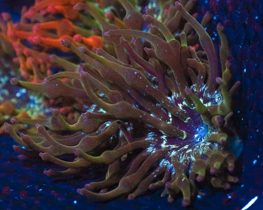 GREEN NEXUS ANEMONE