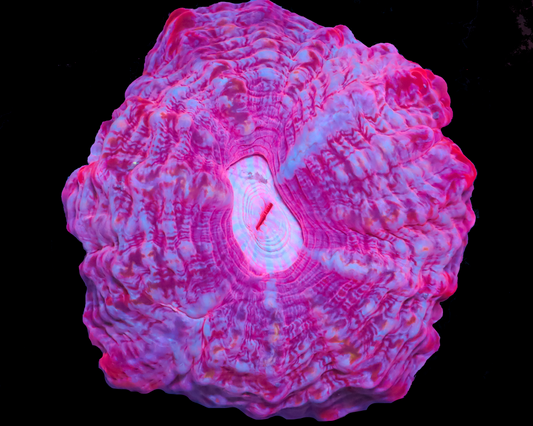 ULTRA CYNARYNIA
