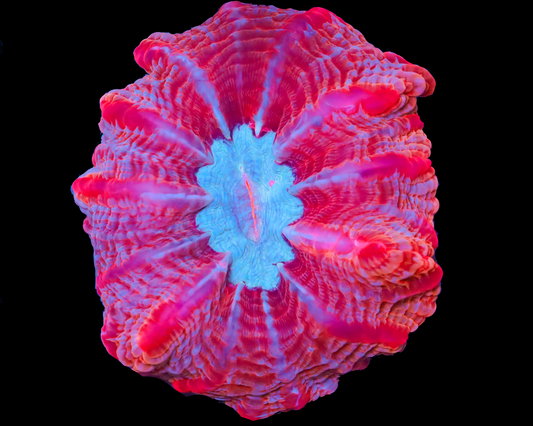 ULTRA CYNARYNIA