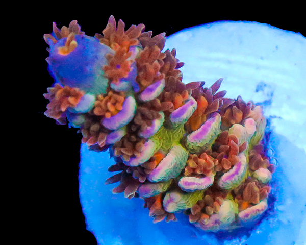 818'S SOUR BERRY AQUACULTURED SUPER LIMITED