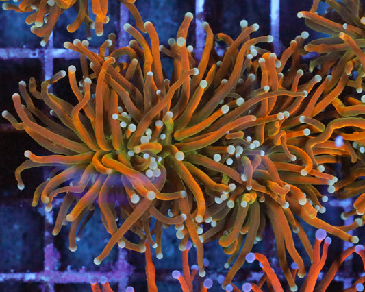 ULTRA INDO TORCH