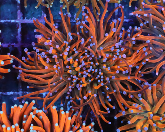 ULTRA INDO TORCH