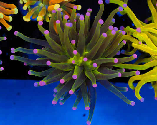 PINK TIP SPARKLE TORCH NEW RELEASE