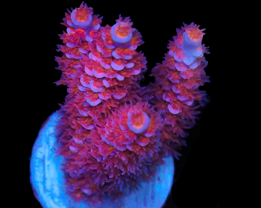 818'S BLACKWATER TENUIS VERY LIMITED