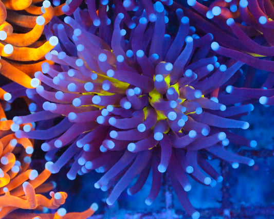 GREEN CENTER PURPLE TORCH