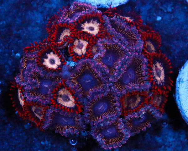ZOA COMBO CHUNK